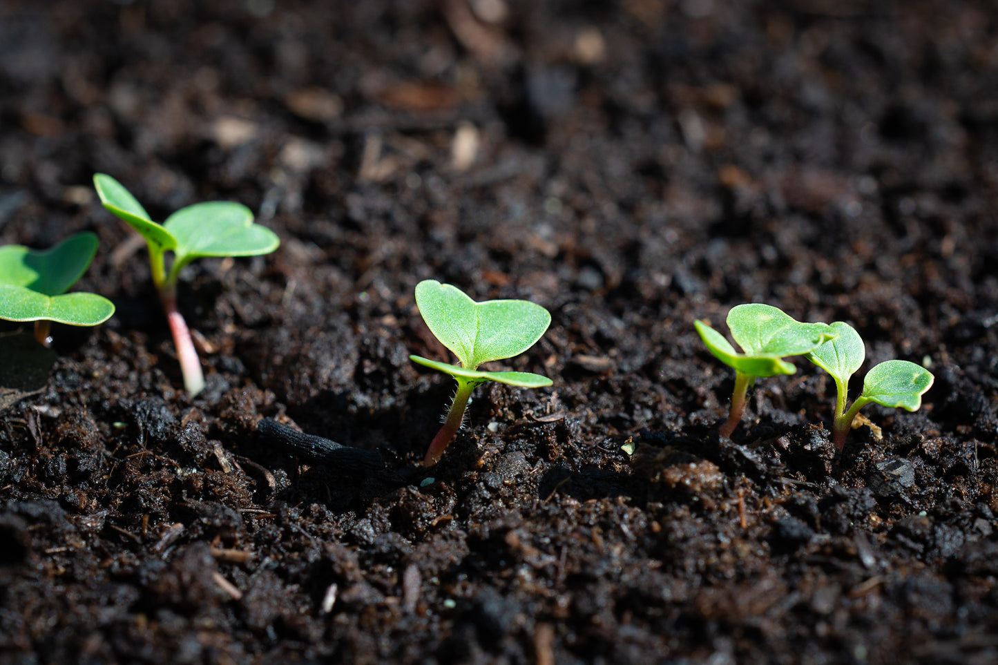 100 Cherry Belle Non GMO Radish Seeds