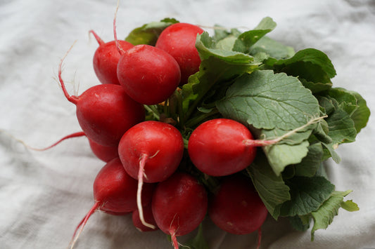 100 Champion Non GMO Radish Seeds