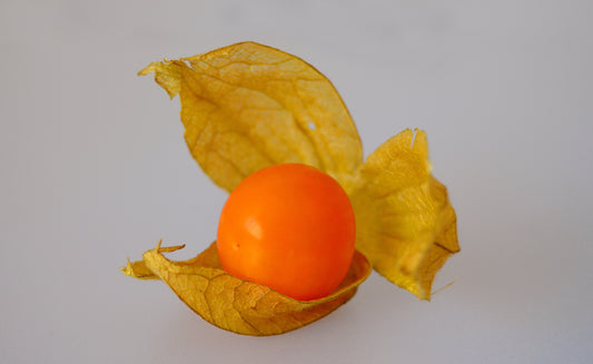 Rare and Exotic Physalis peruviana - Ayacucho Giant Cape Gooseberry Live Starter Plant