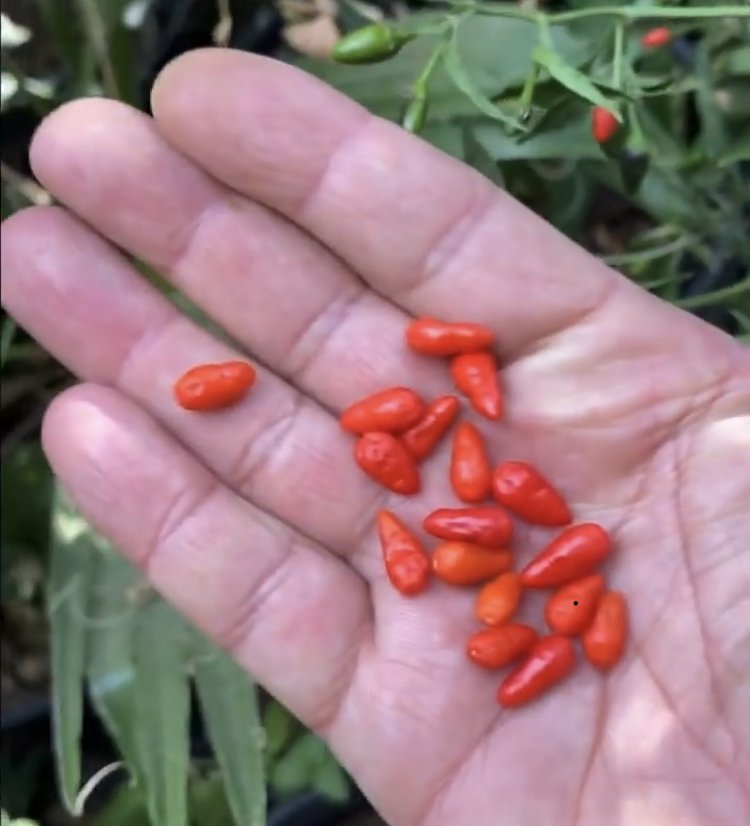 Heirloom Pequin Chili Pepper Non GMO Live Plant en maceta de 3.5"