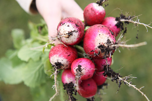 100 Sparkler White Tip Non GMO Radish Seeds