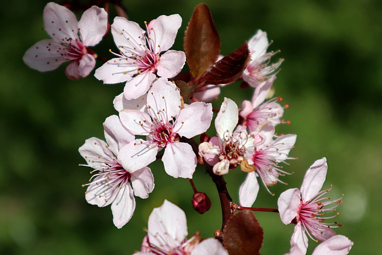 Prunus Myrobalan, Myrobalan Plum Scion, Cutting, Scionwood