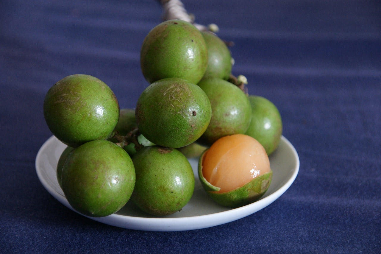 Rare Spanish Lime, Quenepa, Limoncillo, Mamoncillo, Mamón, Jocote Live Plant