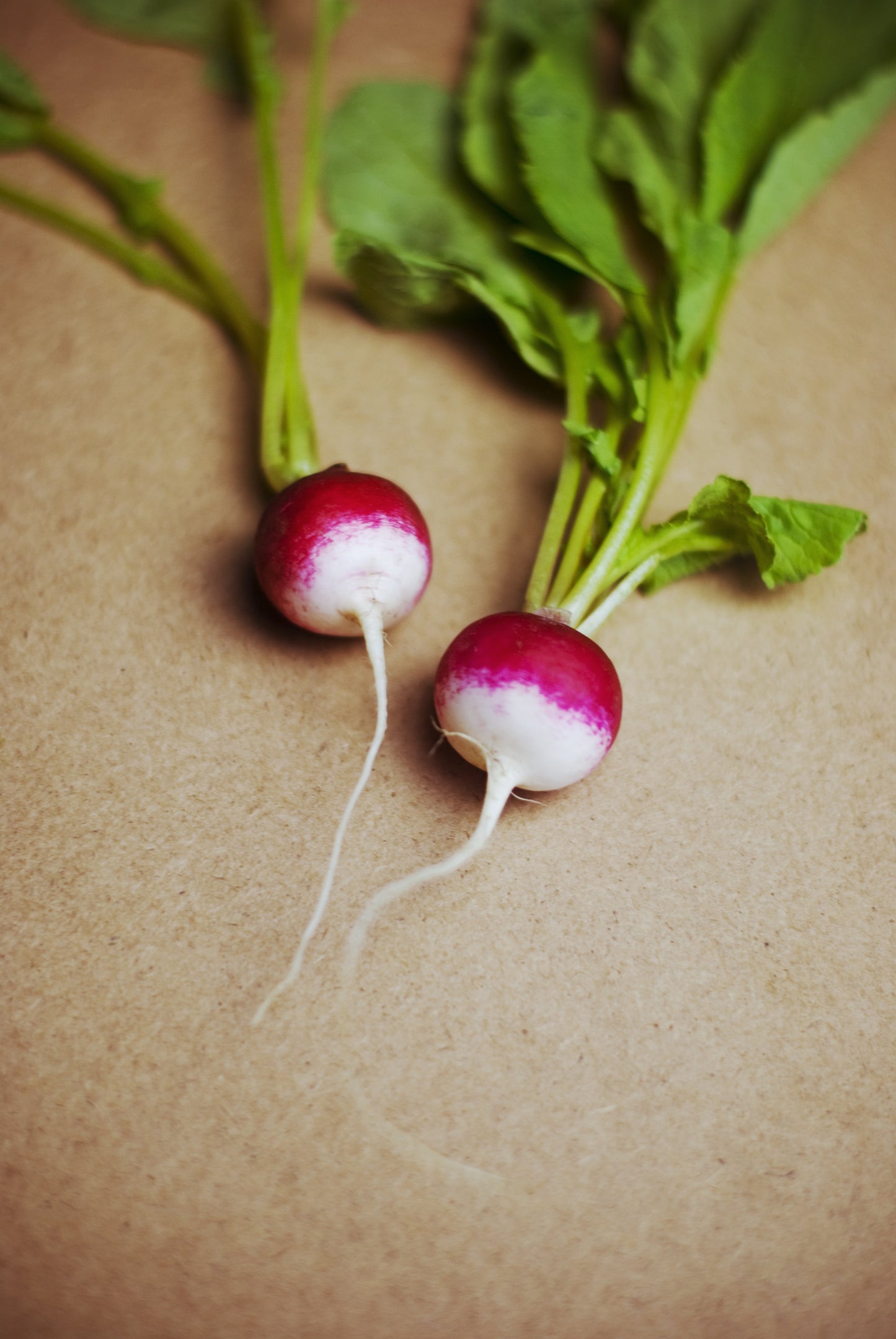 100 Sparkler White Tip Non GMO Radish Seeds
