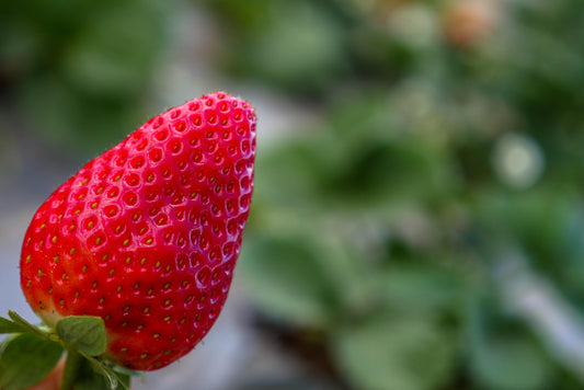 Ozark Beauty Everbearing Strawberry Live Starter Plant