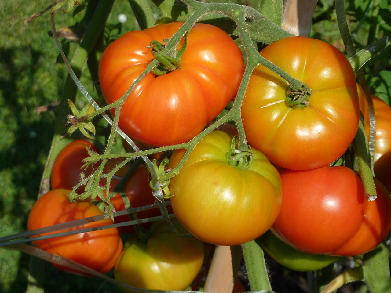 Heirloom Ponderosa Tomato Non GMO Live Plant