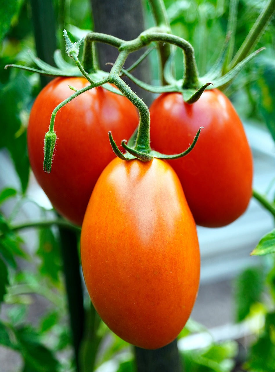 Heirloom Roma Non GMO Live Tomato Plant
