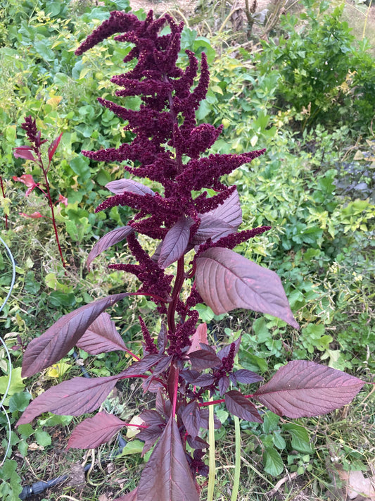 Hopi Red Dye Indian Amaranth Non GMO Heirloom Live Plant