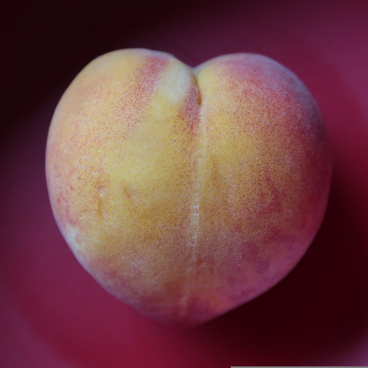 3 Angelus  Late Season Yellow Peach Tree Scions, Cuttings, Scionwood