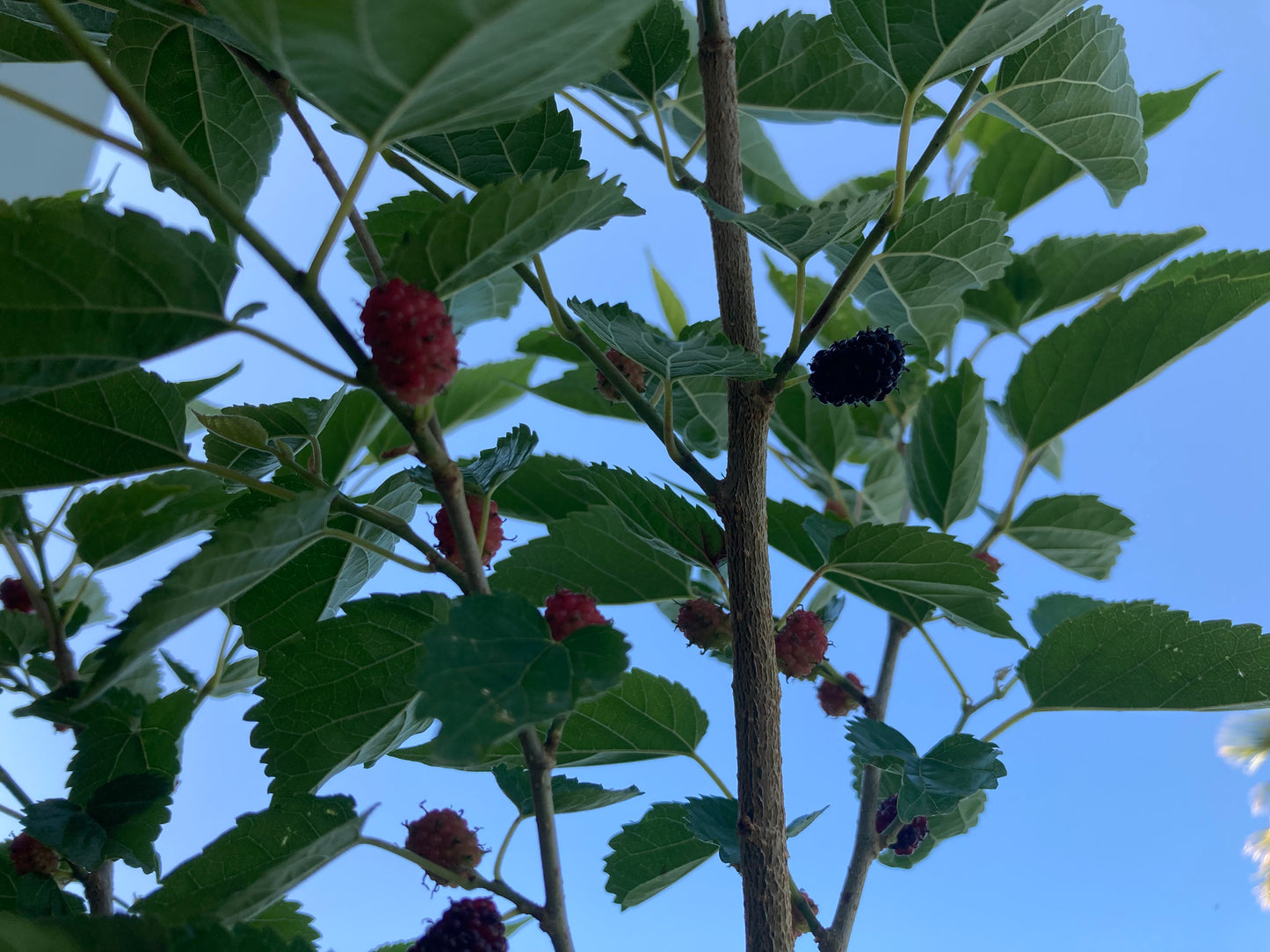Everbearing Mulberry Tree Live Plant 1- 2 pies
