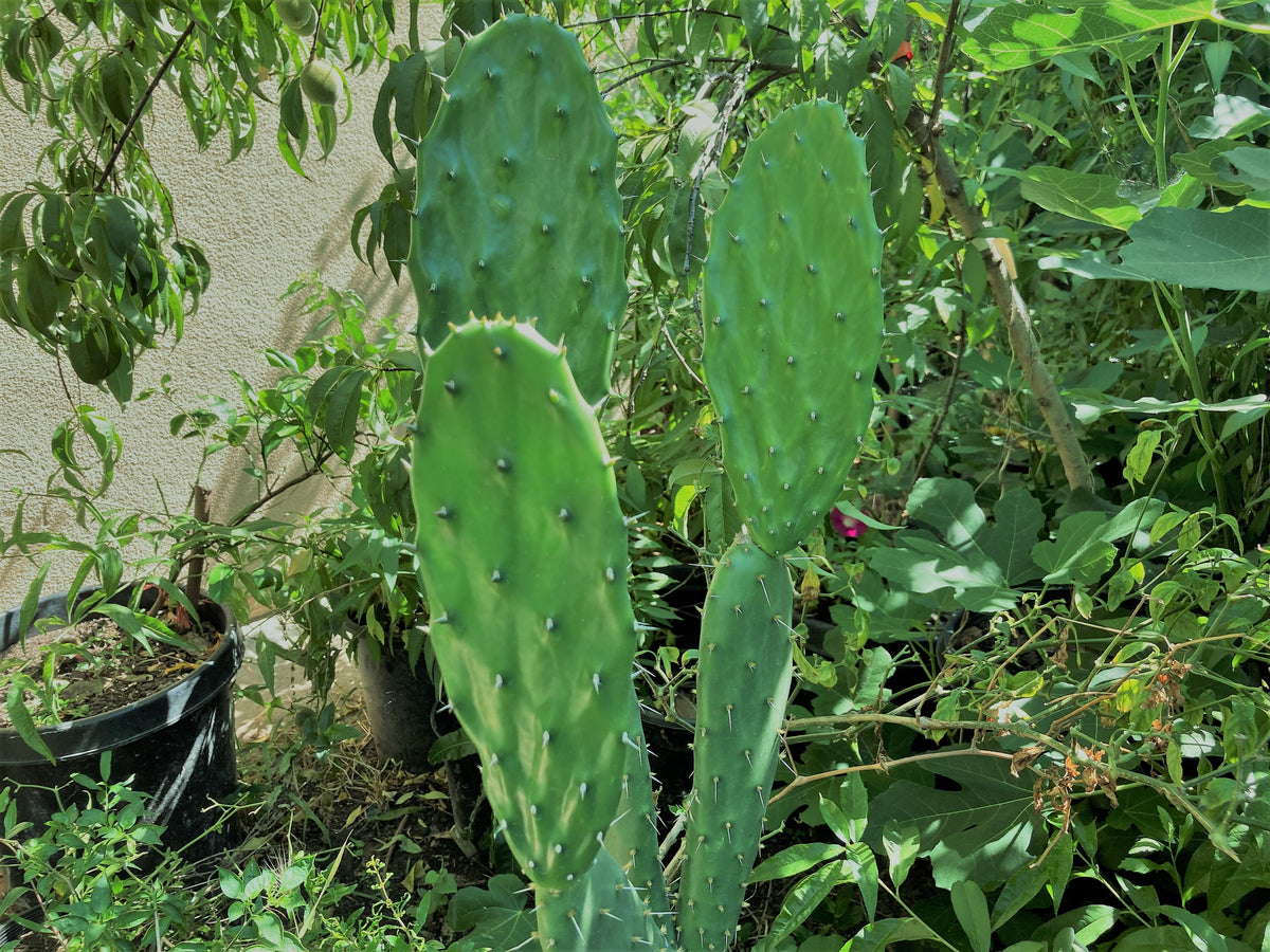 Pretty Nopal Opuntia Megacantha (Nopal Blanco) (Best Taste Non Acidic Nopales) Pad