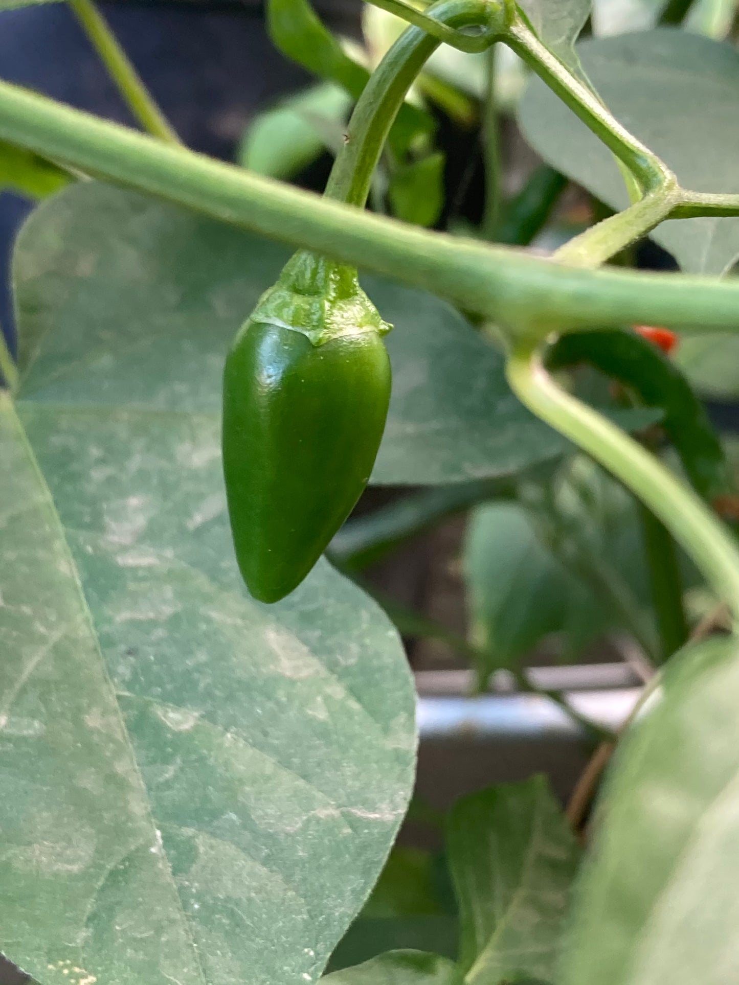 Heirloom Hot Pepper Non GMO Live Plant in 3.5" Pot