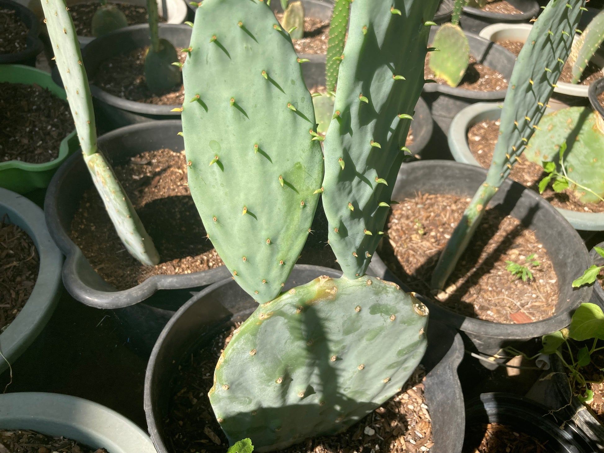 prickly pear cactus cutting Cold Hardy Opuntia Robusta Pad (Purple Tuna Prickly Pear)(cutting)