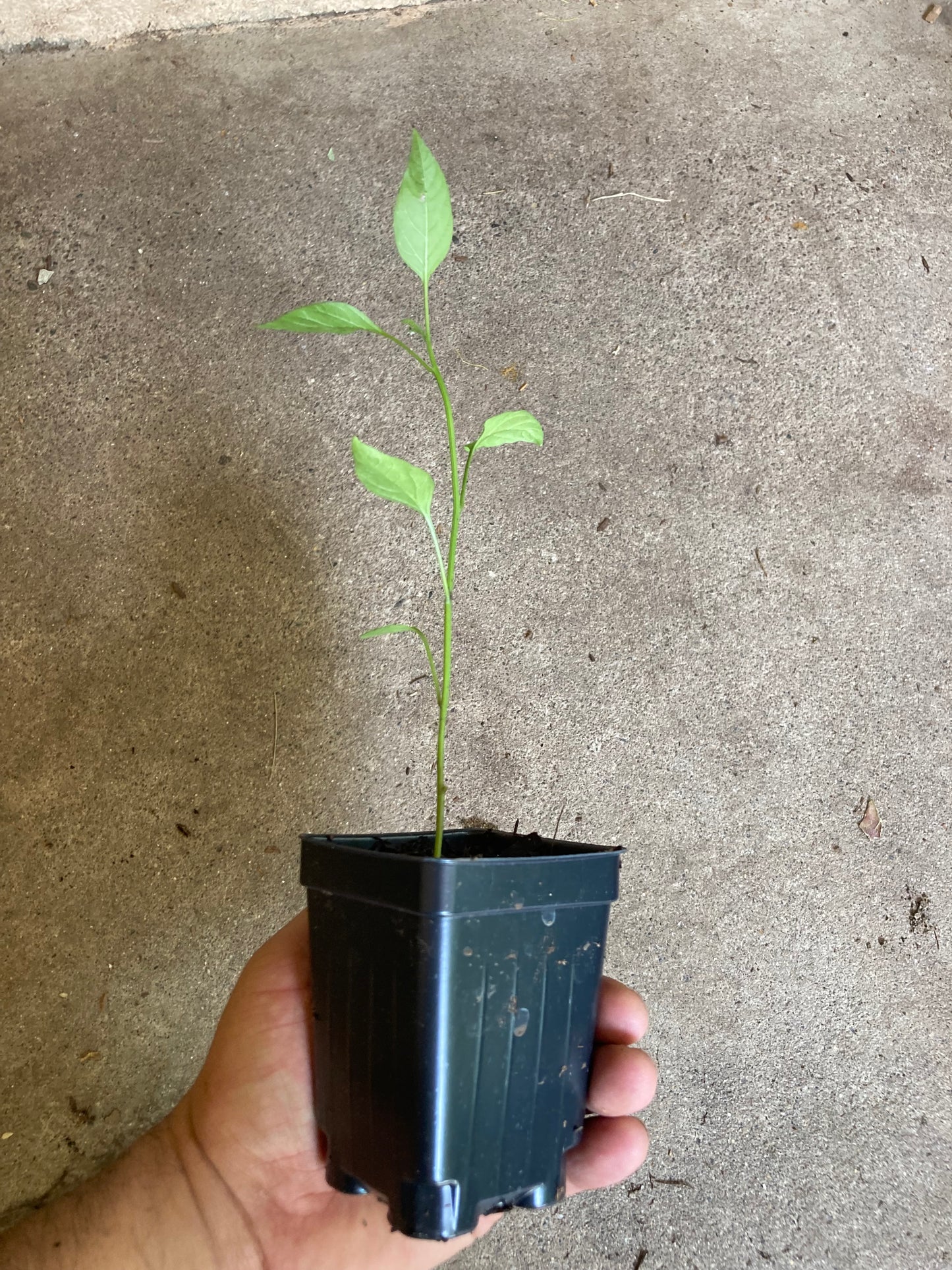 Heirloom Hot Pepper Non GMO Live Plant in 3.5" Pot