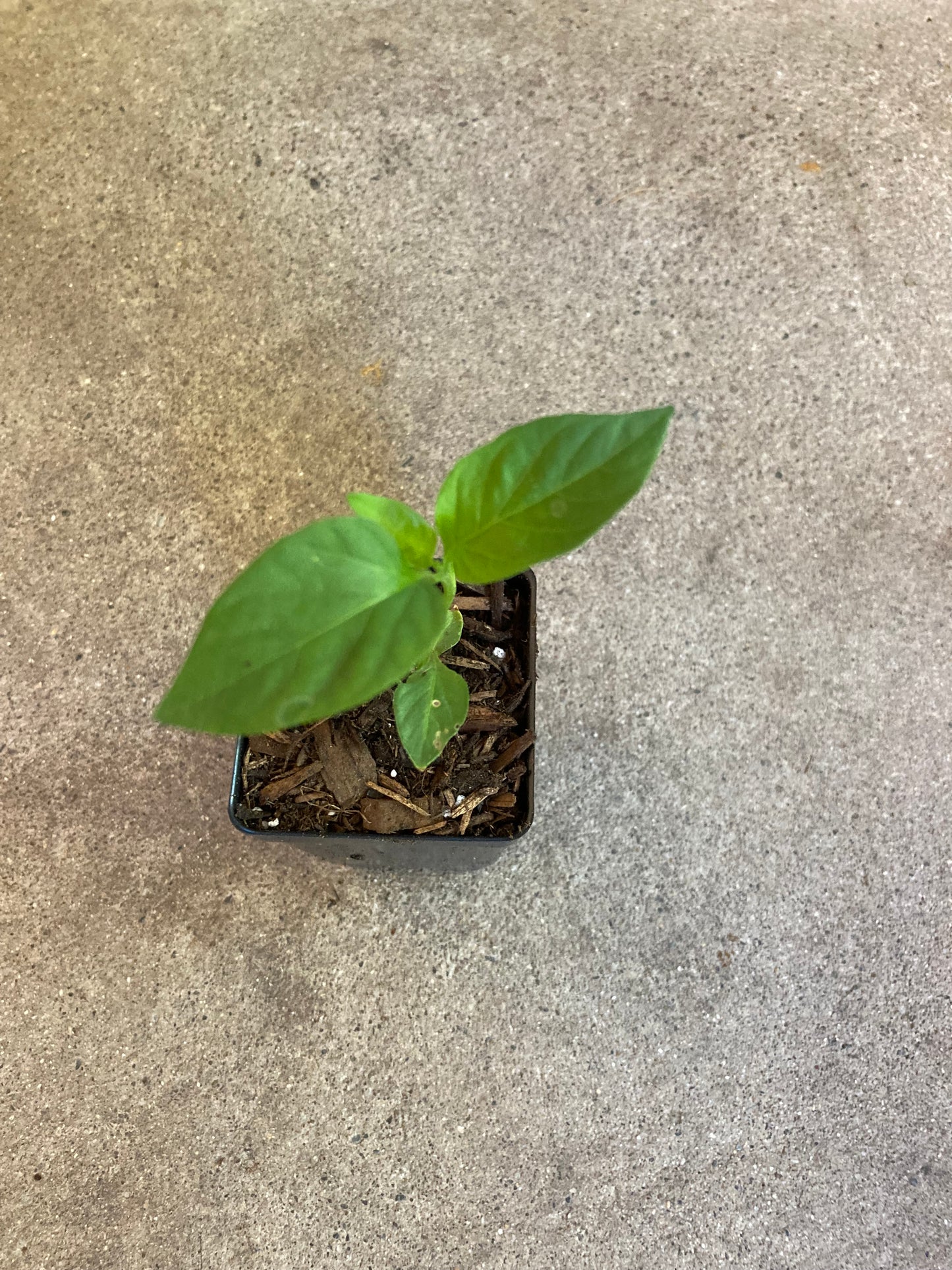 Open Pollinated Hungarian Wax Pepper Live Plant in 3.5" Pot