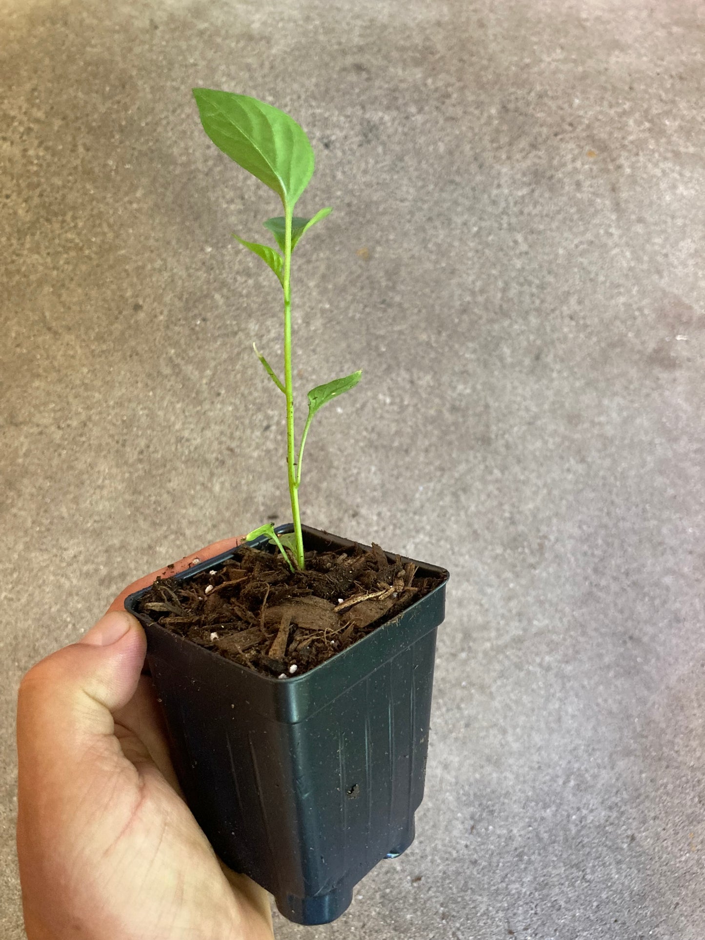 Open Pollinated Hungarian Wax Pepper Live Plant in 3.5" Pot