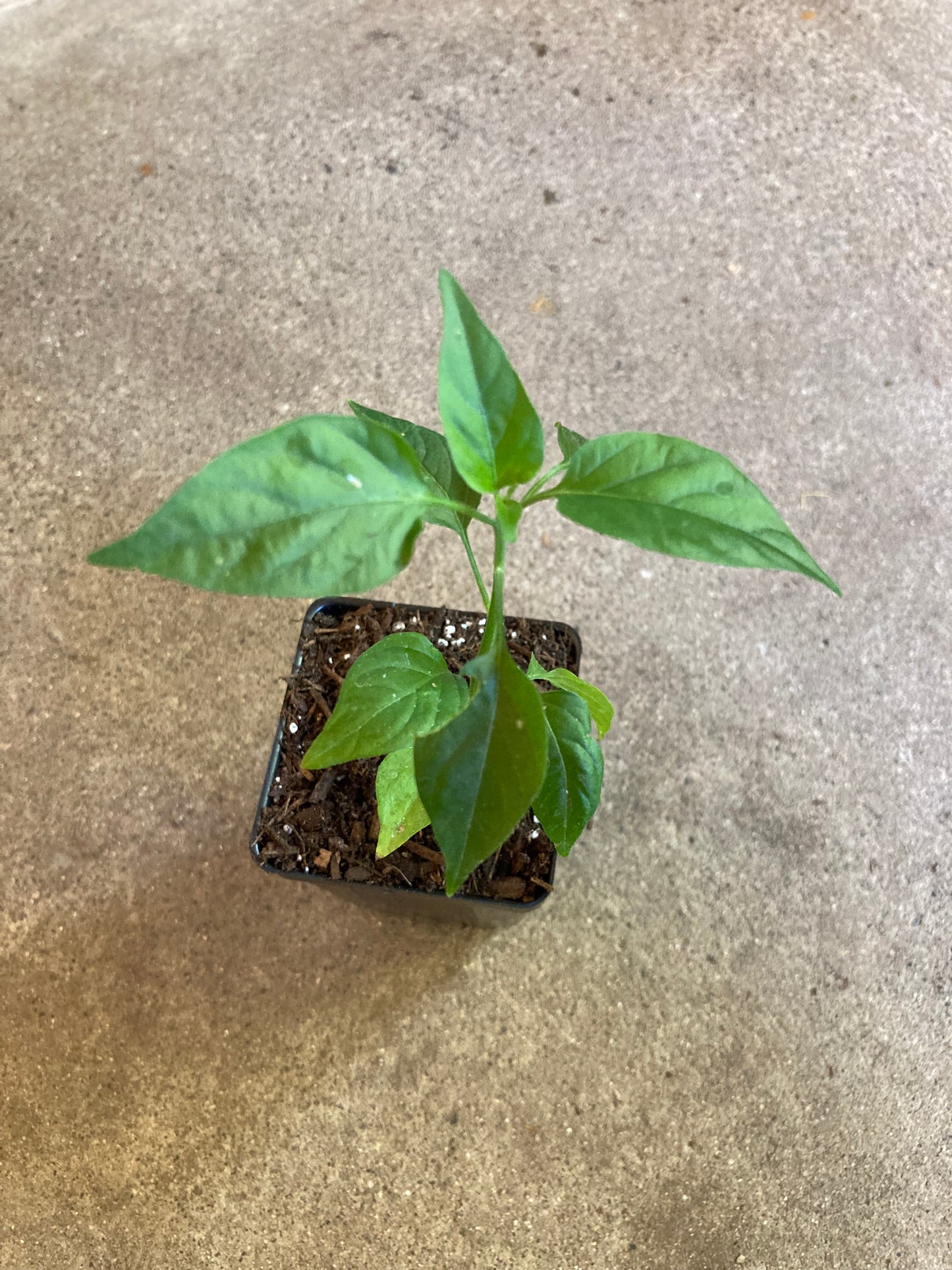 Heirloom Pequin (piquin) Chili Pepper Non GMO Live Plant