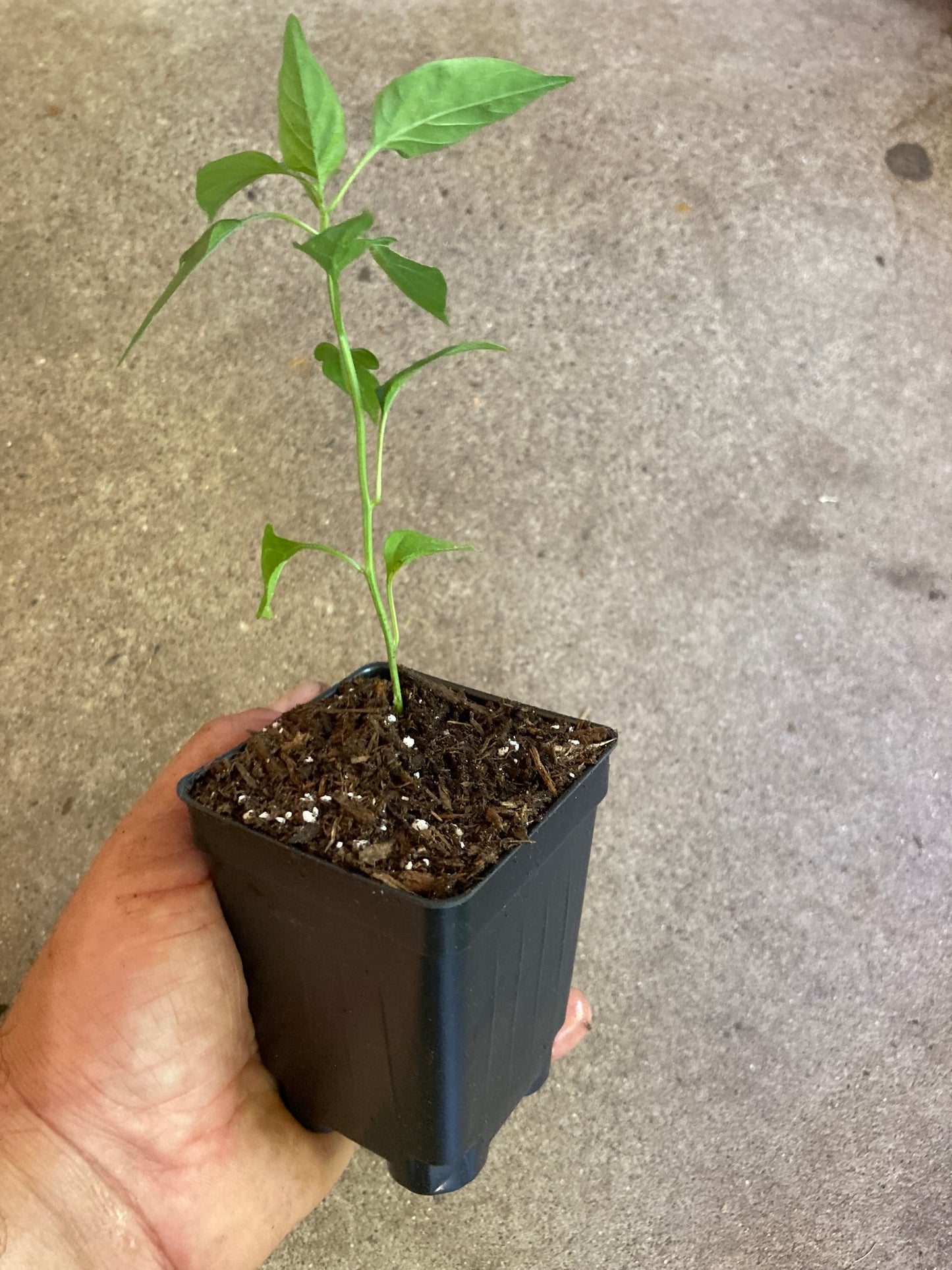 Heirloom Pequin Chili Pepper Non GMO Live Plant en maceta de 3.5"
