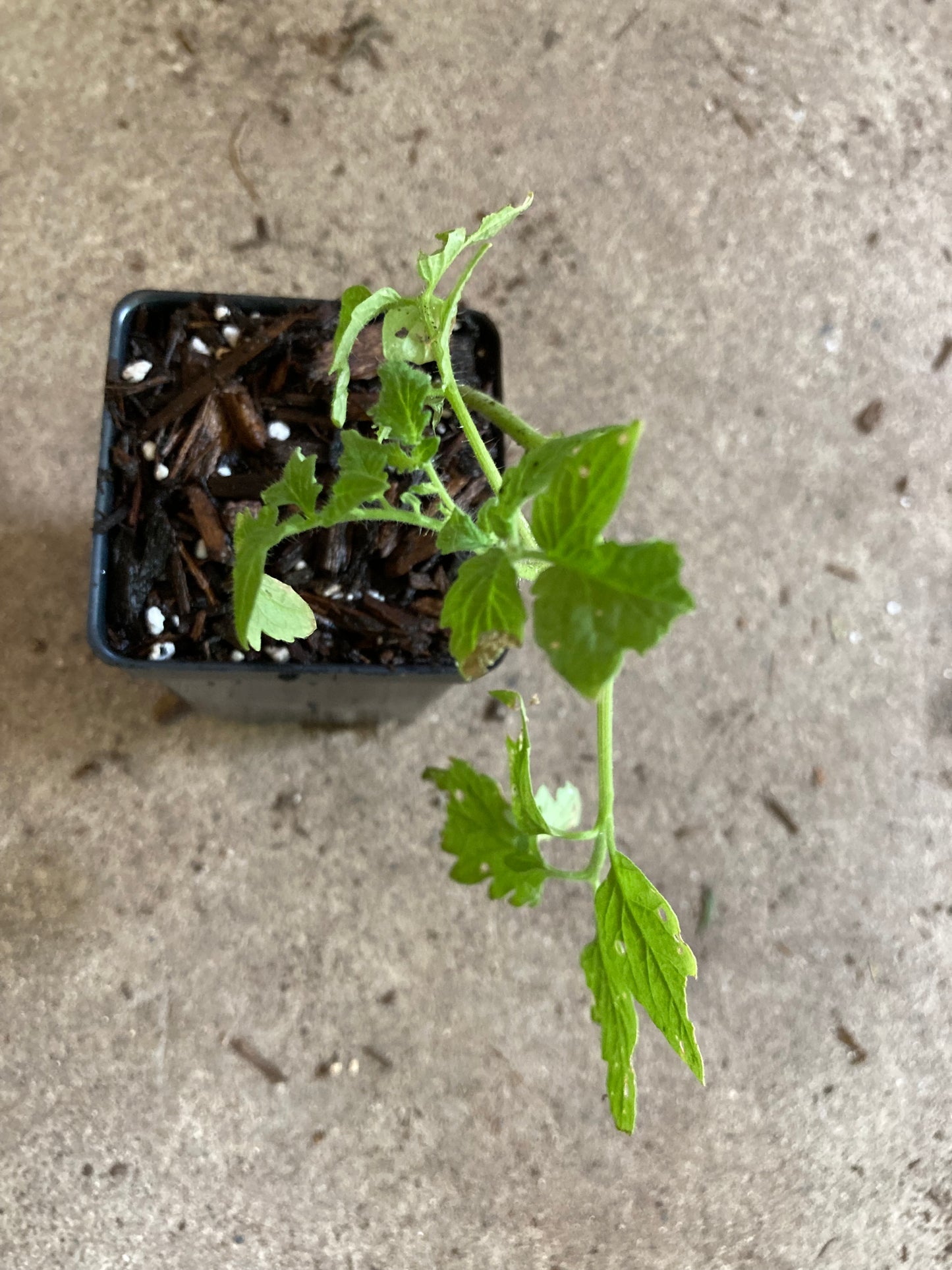 Heirloom Brandywine Tomato Live Plant in 3.5" Pot