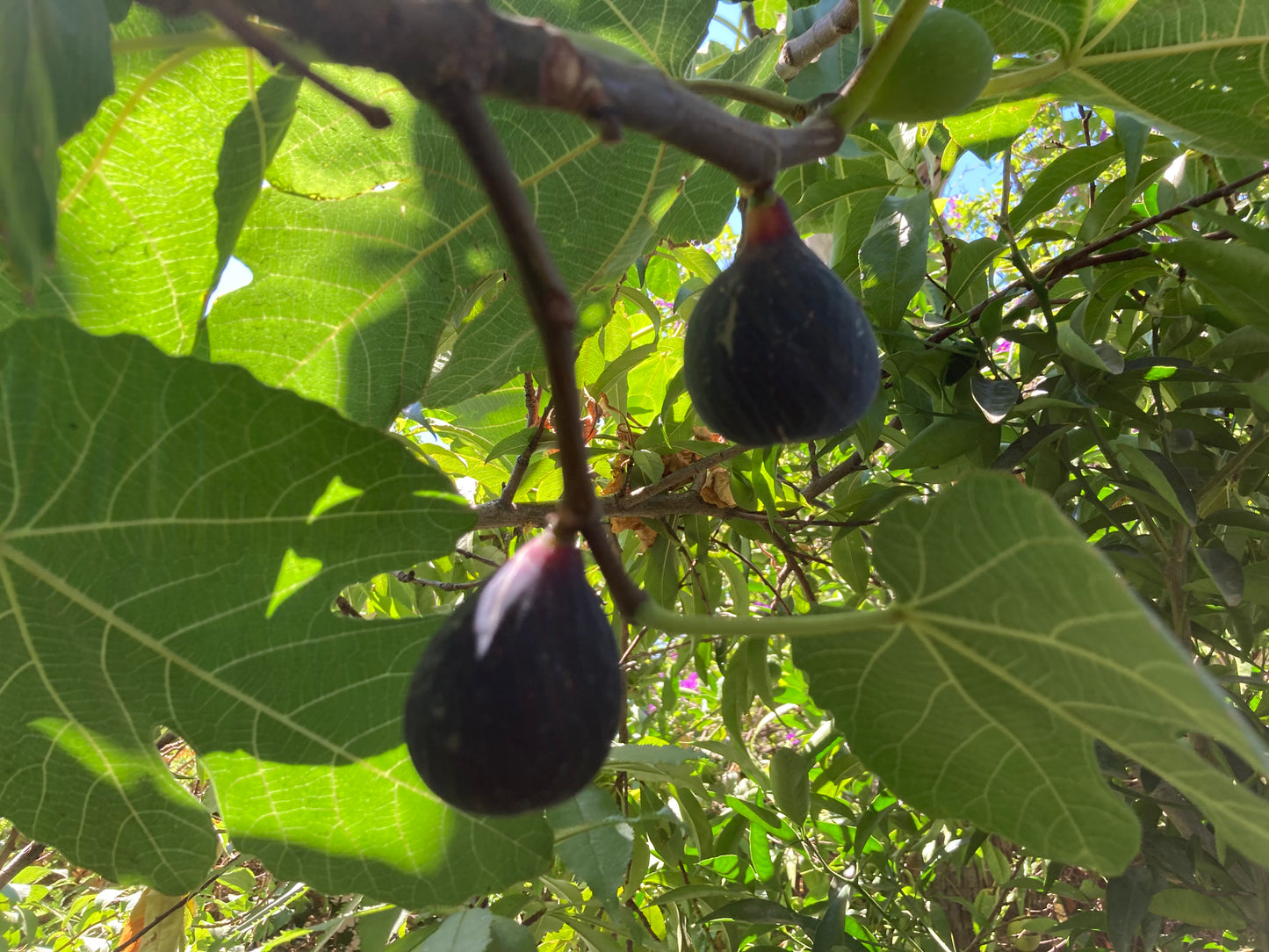 Black Mission Fig Tree Scion, Cutting, Scionwood