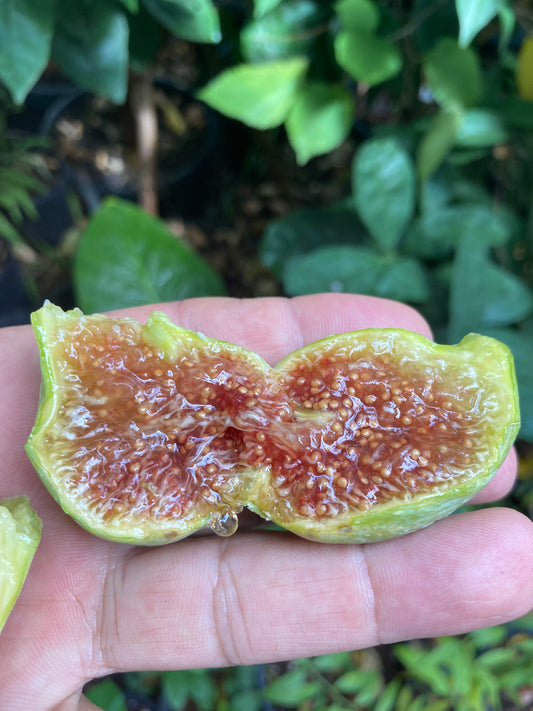 Air Layered Honeylicious Fig Plant - One of Our GYOFN Exclusive Varieties
