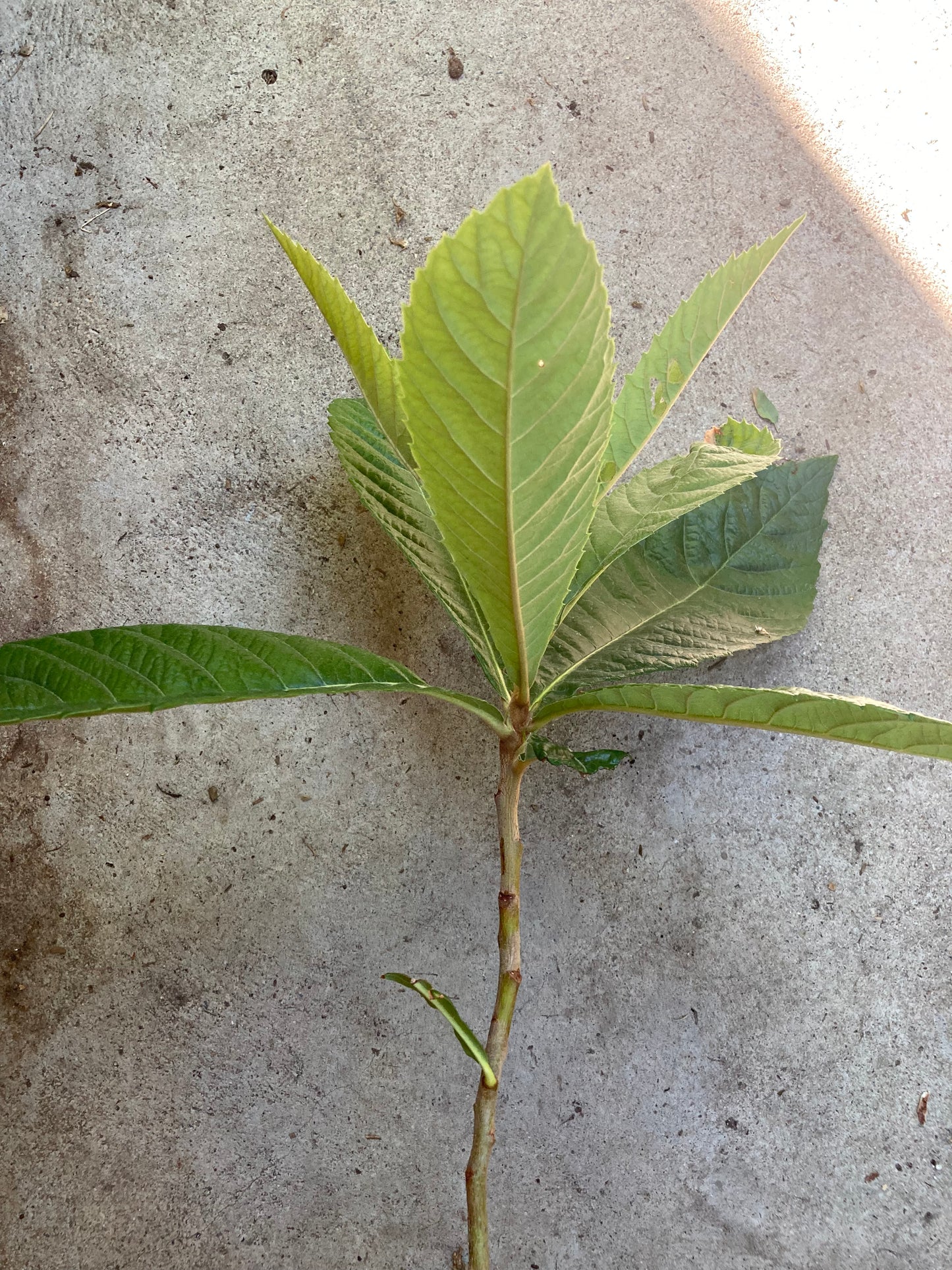 Planta viva de raíz desnuda de níspero de pulpa naranja. 2-3 pies