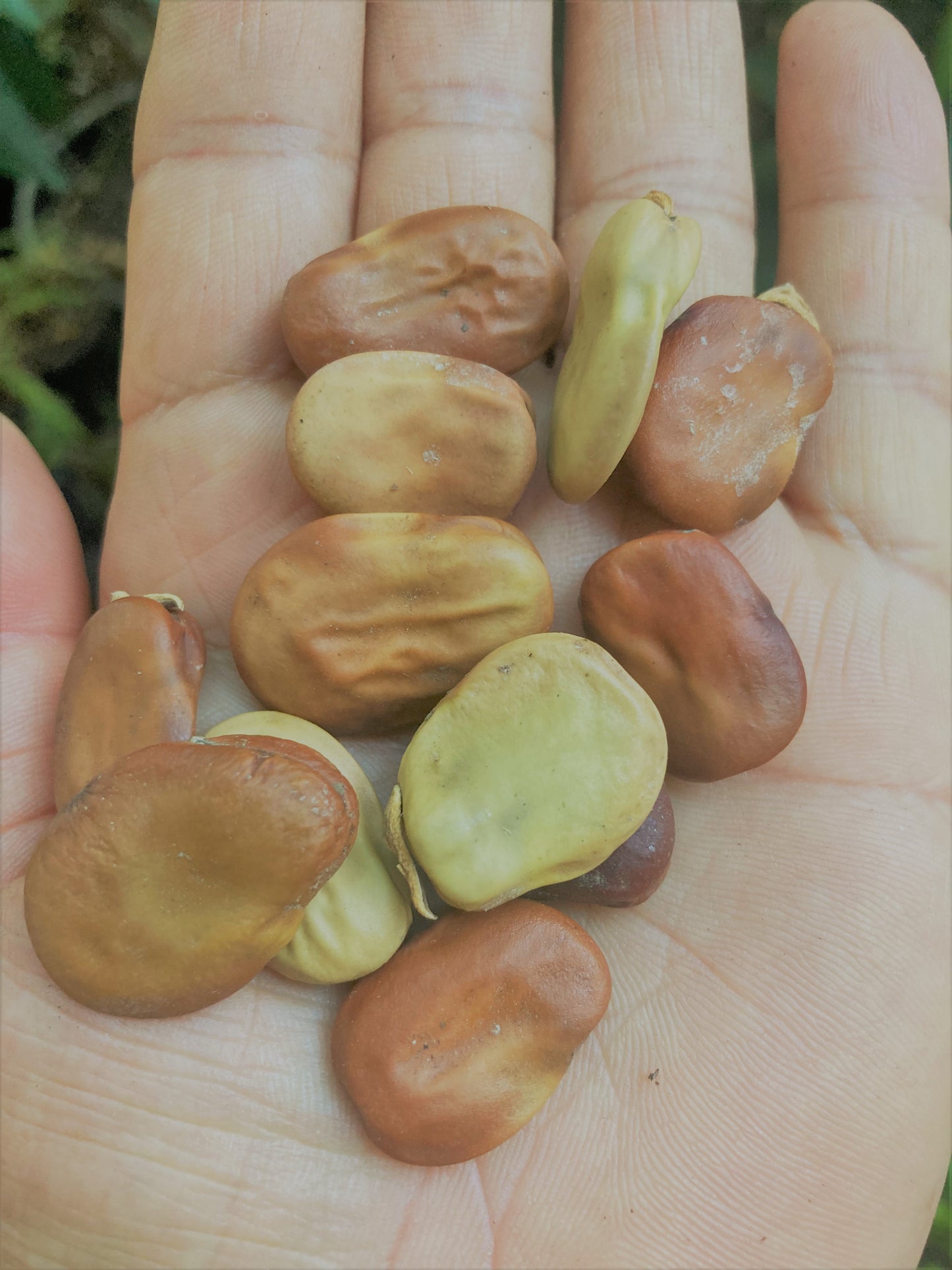 Open Pollinated Broad Windsor Fava Bean Non GMO Seeds
