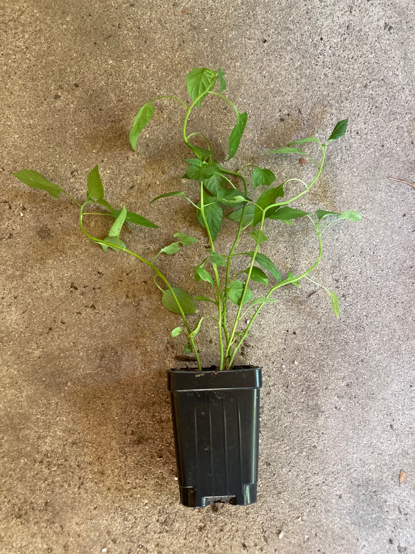 Mystery Open Pollinated Hot Pepper Mix 5 Non GMO Live Plants in 3.5" Pot