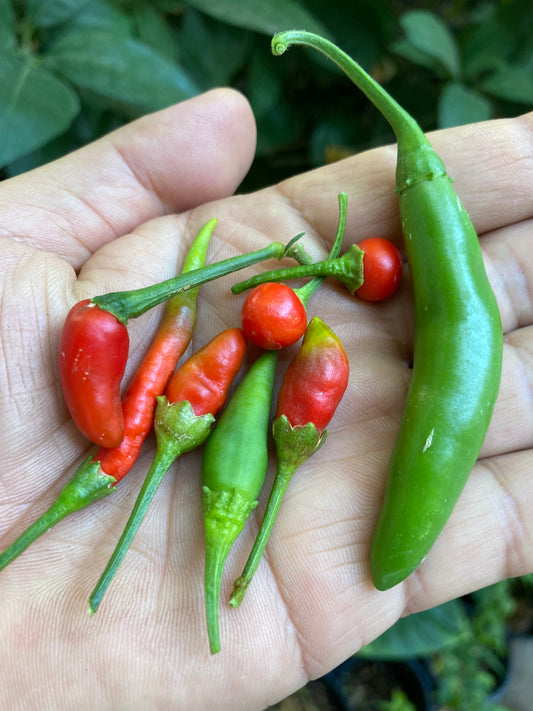 Mystery Open Pollinated Hot Pepper Mix 5 plantas vivas sin OMG en maceta de 3.5 in