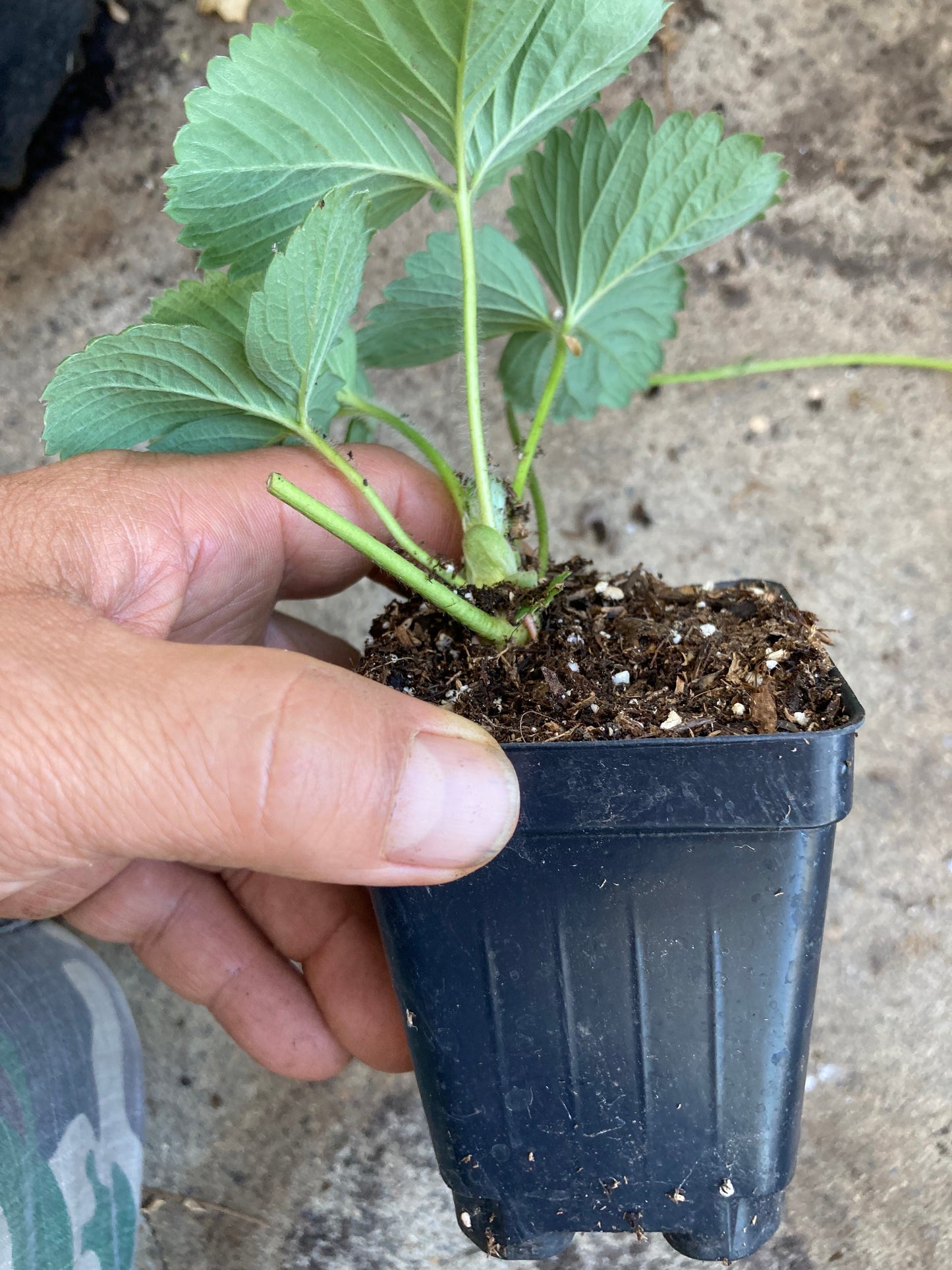 Everbearing Strawberry Starter Plant