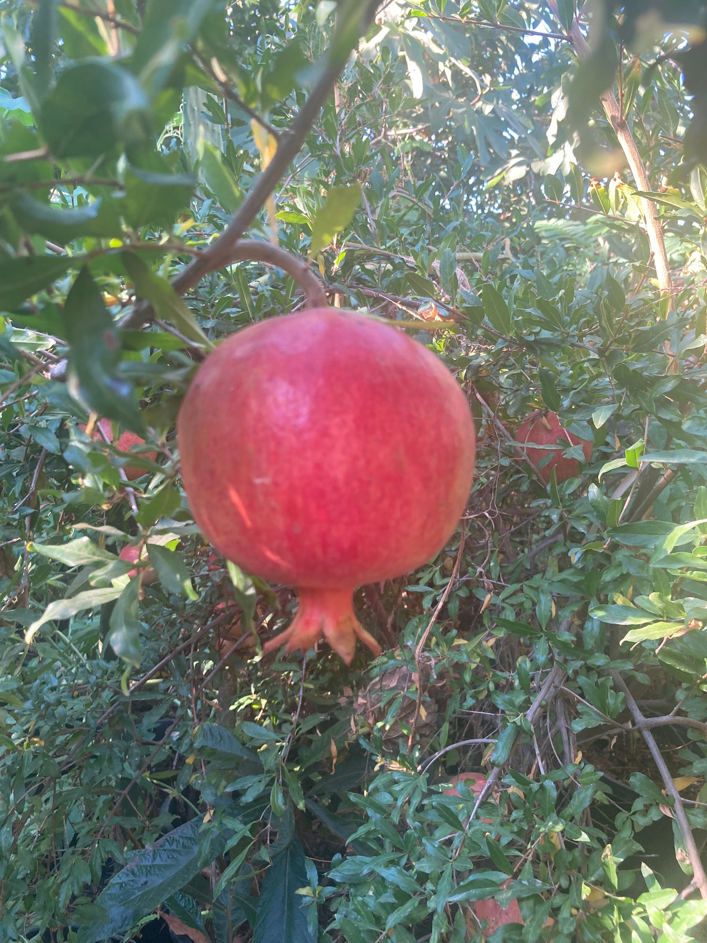 Pomegranate Punica Granatum Bare Root Seedling 2-3 Feet