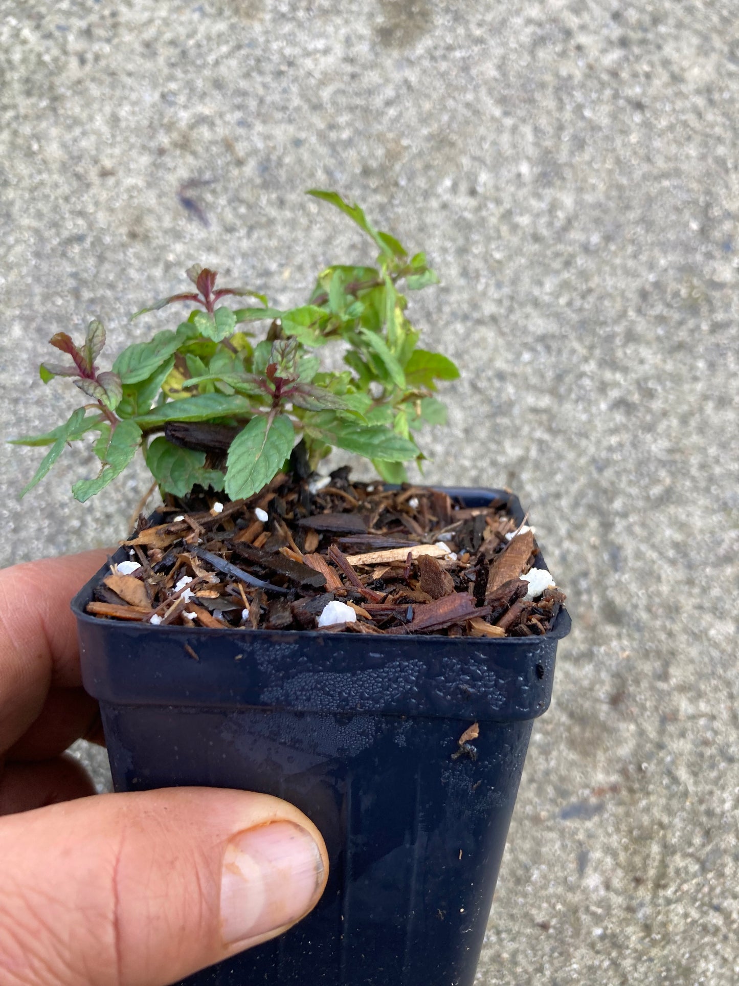 Chocolate Mint Live Plant in 3.5' Pot