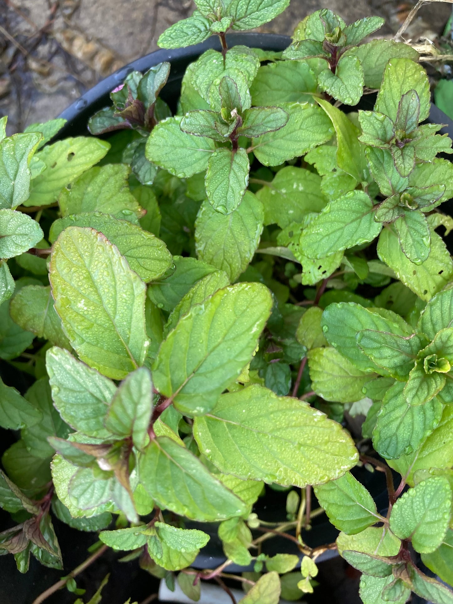 Chocolate Mint Live Plant in 3.5' Pot