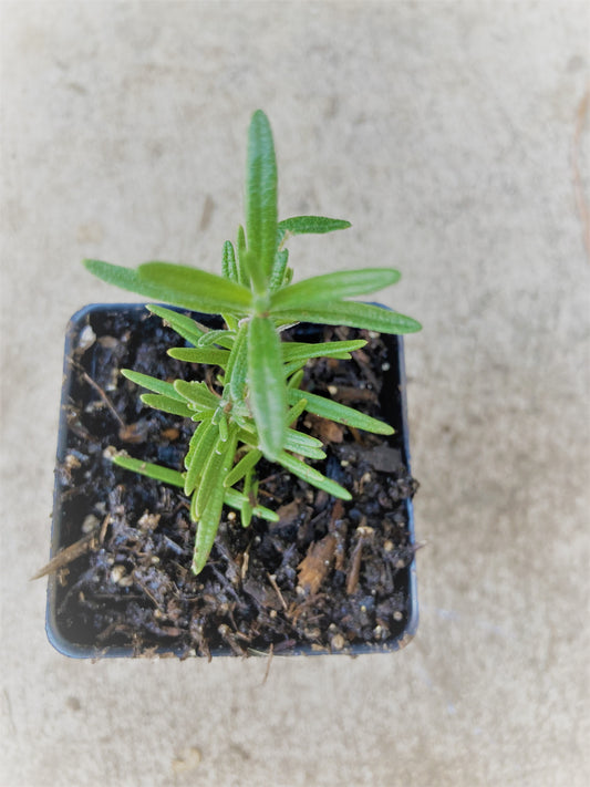 Rosemary Live Non GMO Plant in 3.5’ Pot