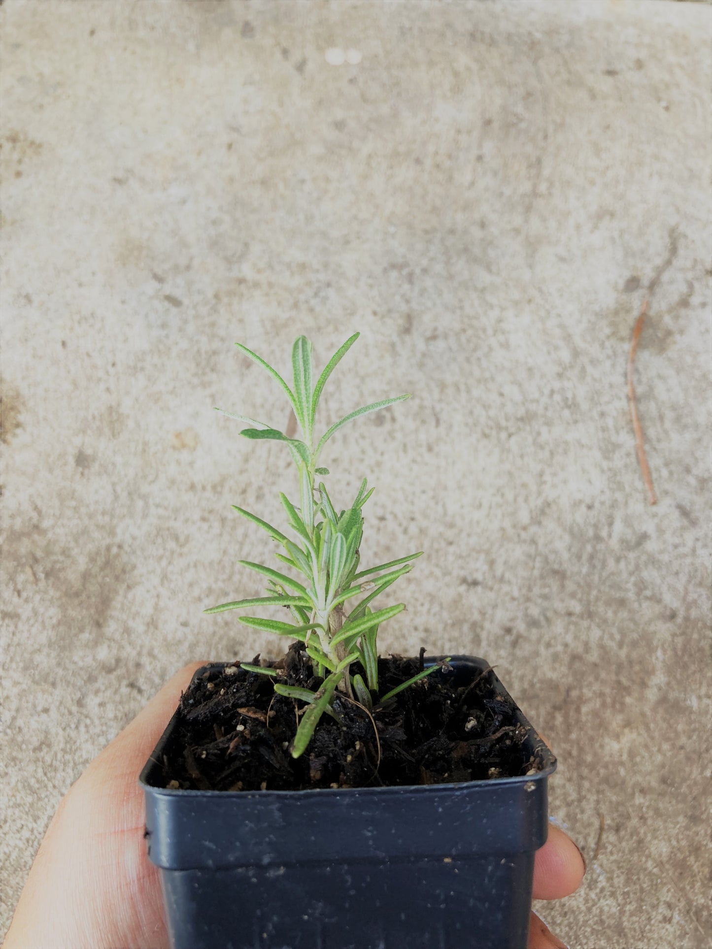 Rosemary Live Non GMO Plant in 3.5’ Pot