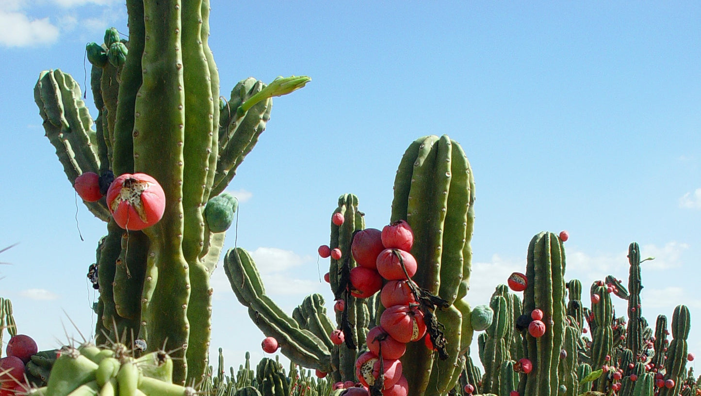 Cereus Peruvianus, Cereus Repandus peruano, corte de cactus de manzana
