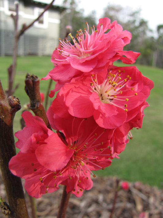 Bare Root Red Baron Low Chill Peach Tree