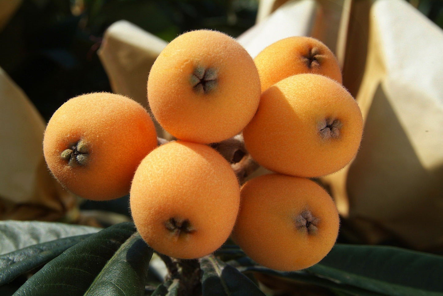 Grafted Gold Nugget Loquat Live Plant