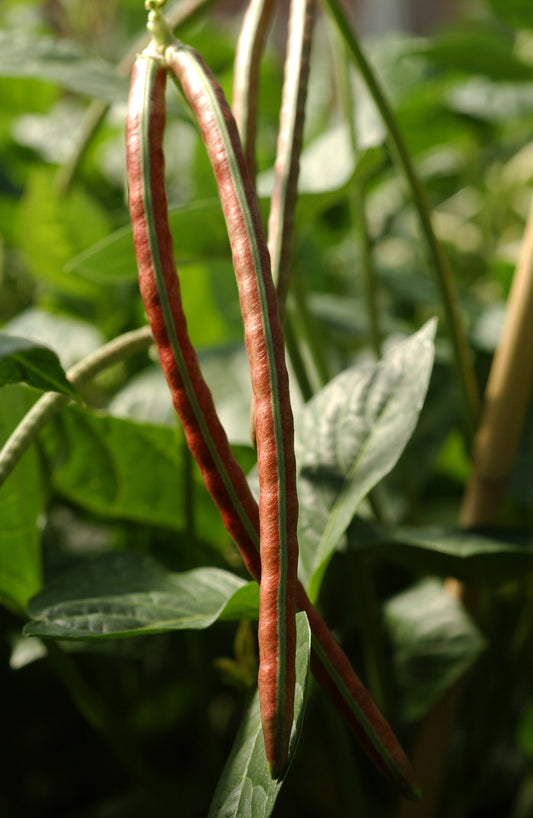 Red Ripper Southern Pea (Cowpea) Heat Tolerant, Very Productive Non GMO Seeds