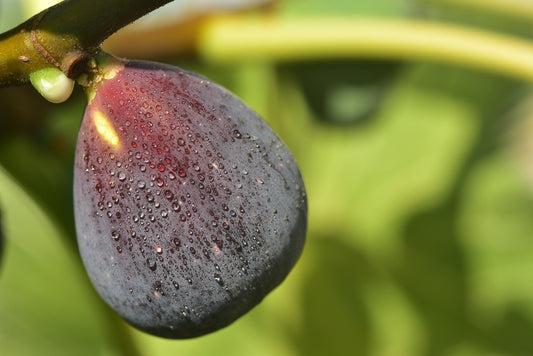 Air Layered Violette de Bordeaux Fig Tree