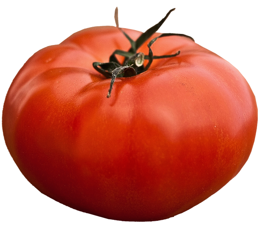 Tomate Heirloom Rio Grande en maceta de 3.5'