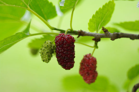 Red Mulberry Morus Rubra Live Plant  1-2 Feet Tall