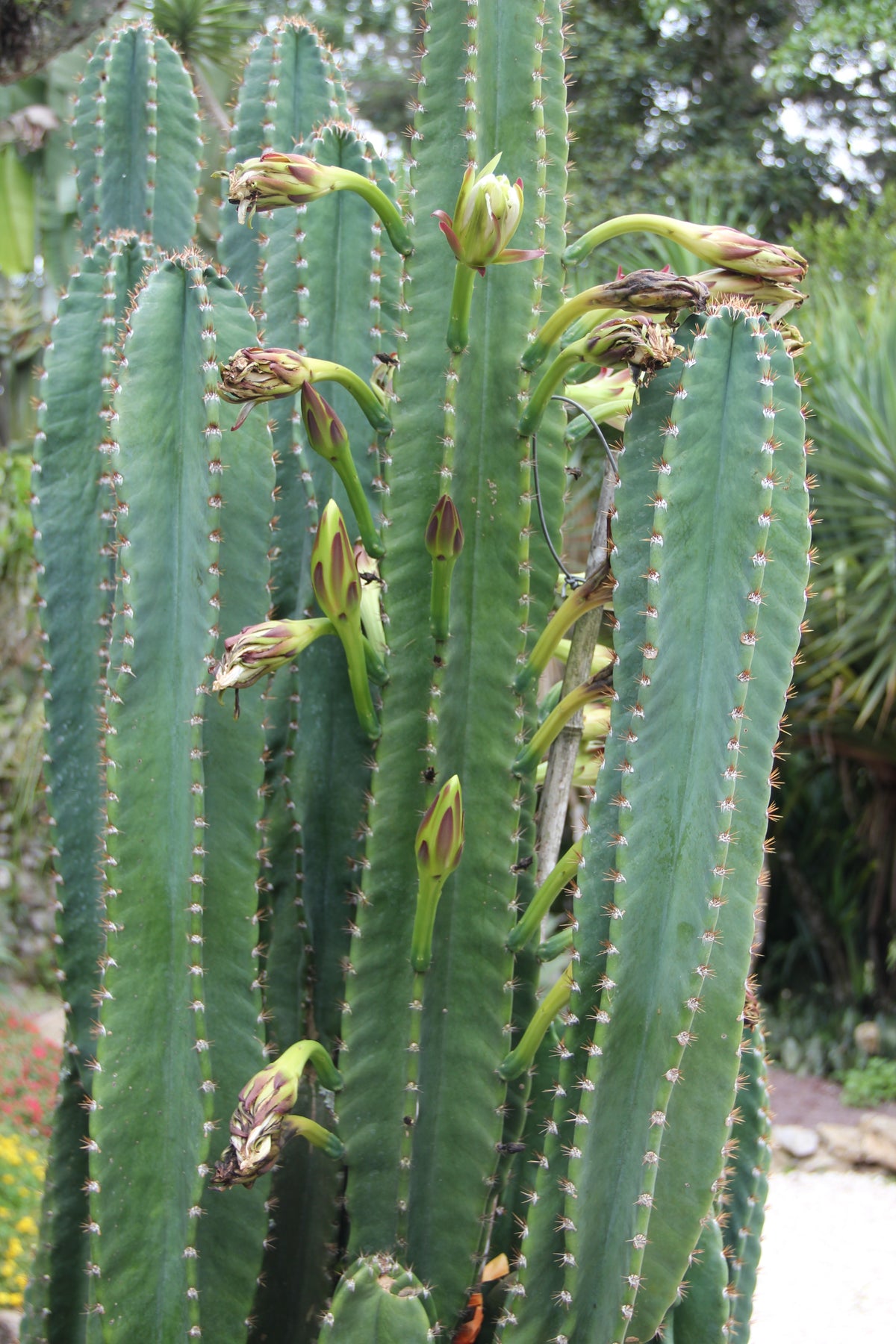 Peruvian Cactus Rooted Cereus Peruvianus, Manzana Peruana Peruvian, apple cactus Cutti