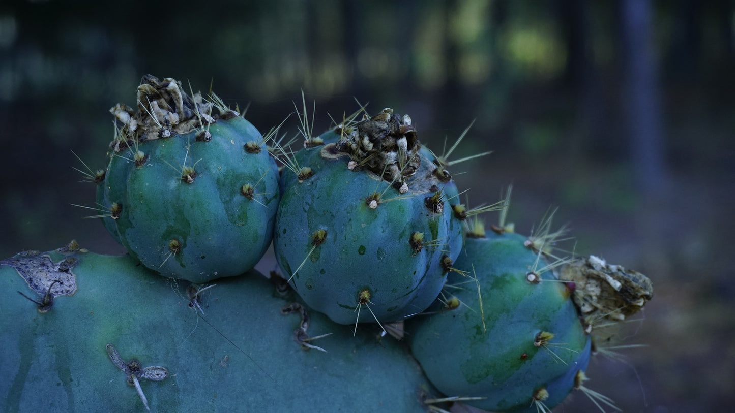blue prickly pear cactus Cold Hardy Opuntia Robusta Pad (Purple Tuna Prickly Pear)(cutting)