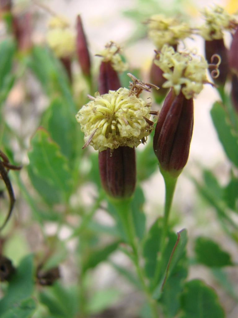Open Pollinated Papalo, Papaloquelite, Bolivian coriander 50 Non GMO Seeds