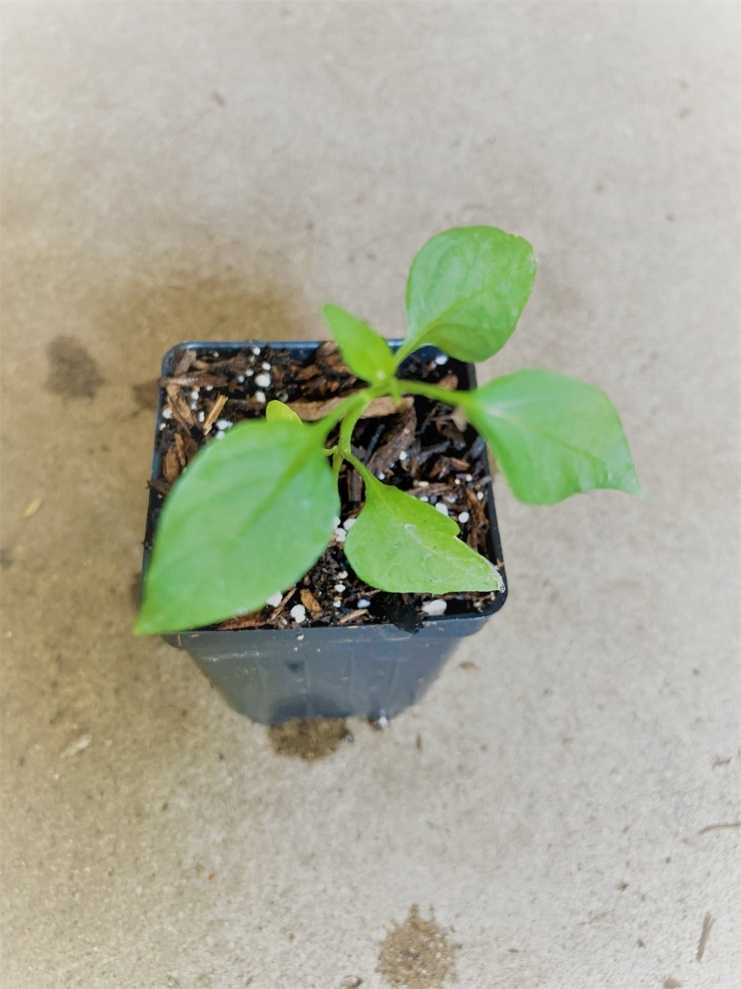 Hot Chile De Arbol Mexicano, Mexican Chili Heirloom Hot Pepper Live Plant