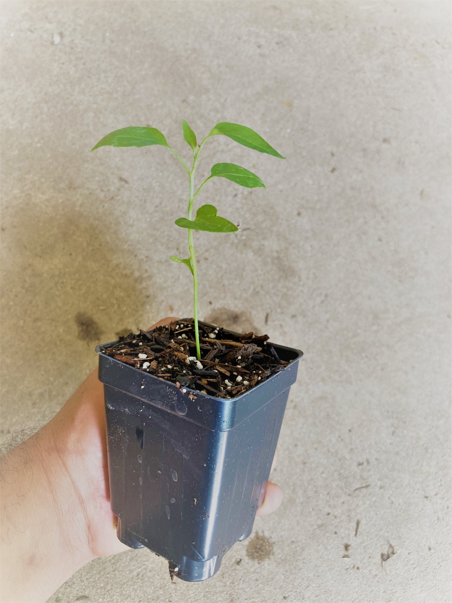 Hot Chile De Arbol Mexicano, Mexican Chili Heirloom Hot Pepper Live Plant